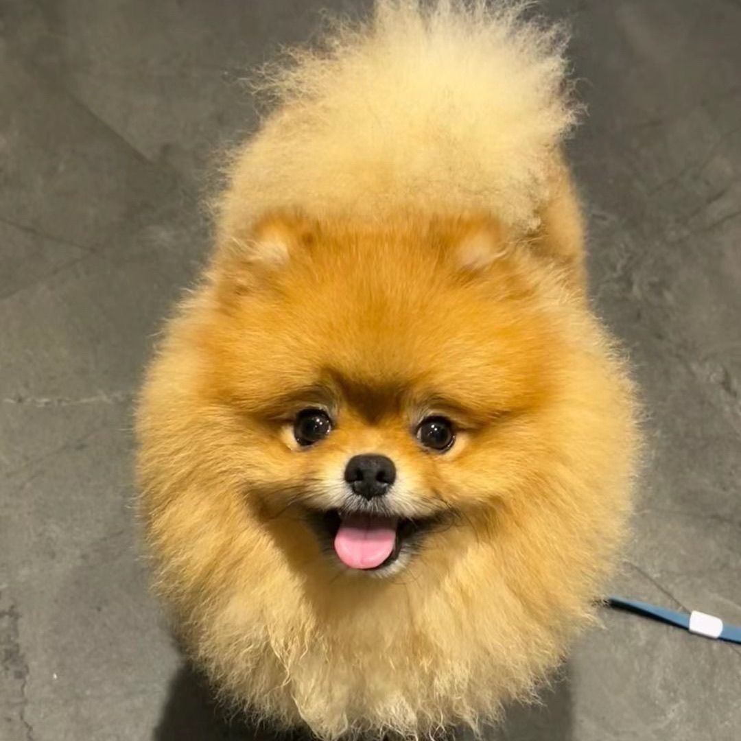 纯种博美幼犬活体出售茶杯犬长不大精品小型犬金品博美家养宠物狗