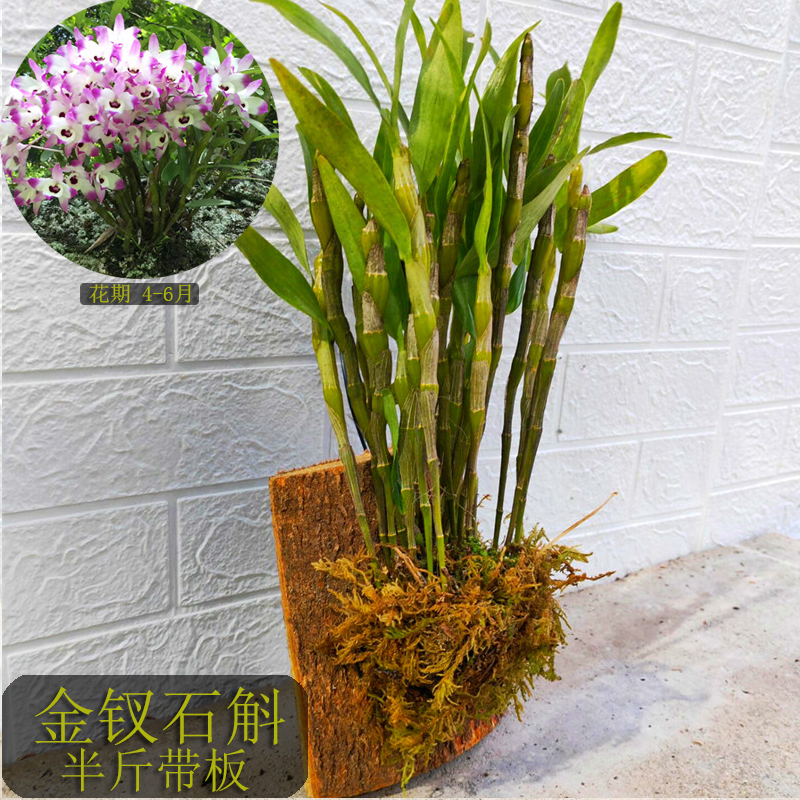 贵州赤水金钗石斛大小丛苗云南霍山铁皮兰花绿植盆栽盆景吊兰洋兰