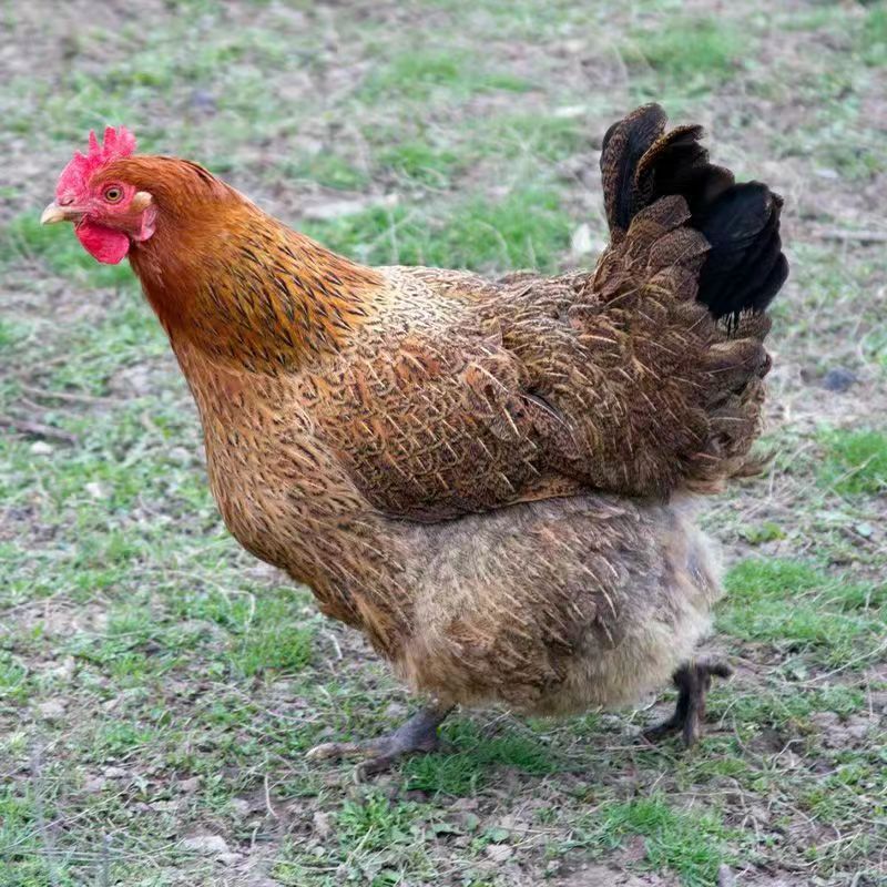 高产蛋麻羽绿壳蛋鸡一斤重脱温麻羽绿壳蛋鸡活体鸡苗-阿里巴巴