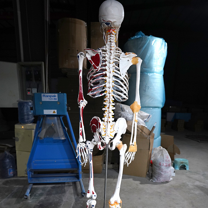 人体骨骼肌肉分布着色模型 骨架骨骼标本仿真医学教学模型178cm