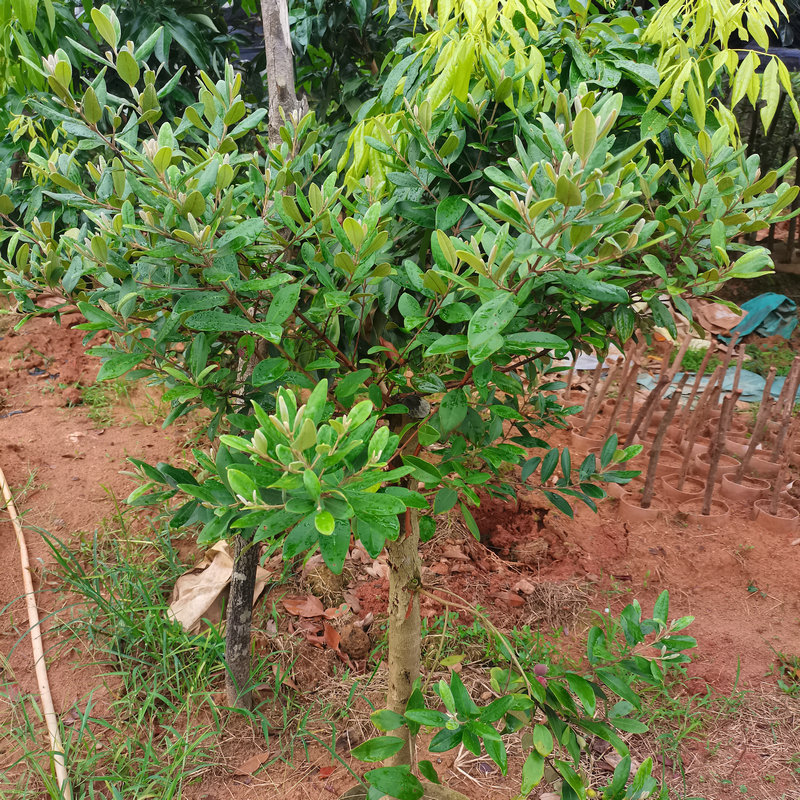 桃金娘树苗广西陈生果树种苗捻子树苗山捻子树苗南北方盆栽地栽