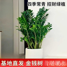 钱串子绿植发财树养活室内客厅四季花卉植物摇树好金钱树盆栽绿植