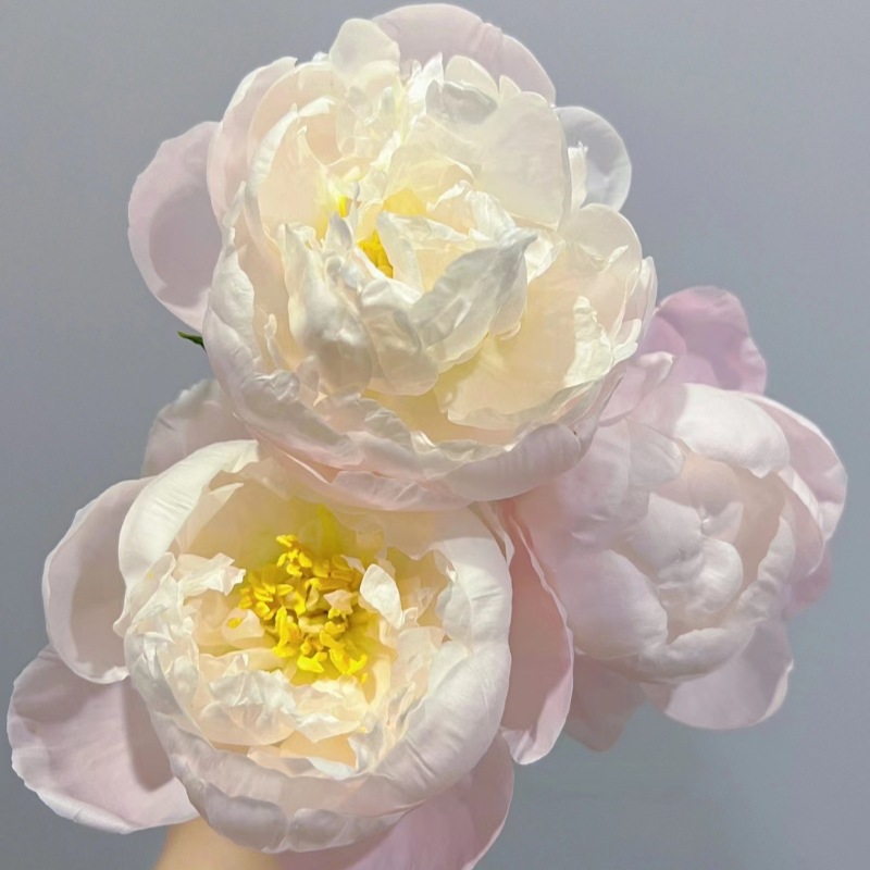 批发荷兰进口芍药苗美国小姐重瓣芍药花苗观赏盆栽芍药洛阳牡丹苗