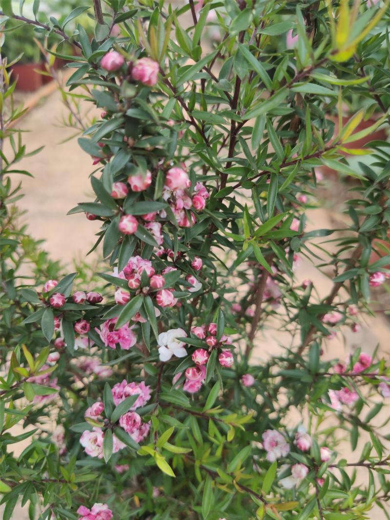 松红梅盆栽四季开花木本阳台庭院花园重瓣松雪梅好养耐寒可地栽