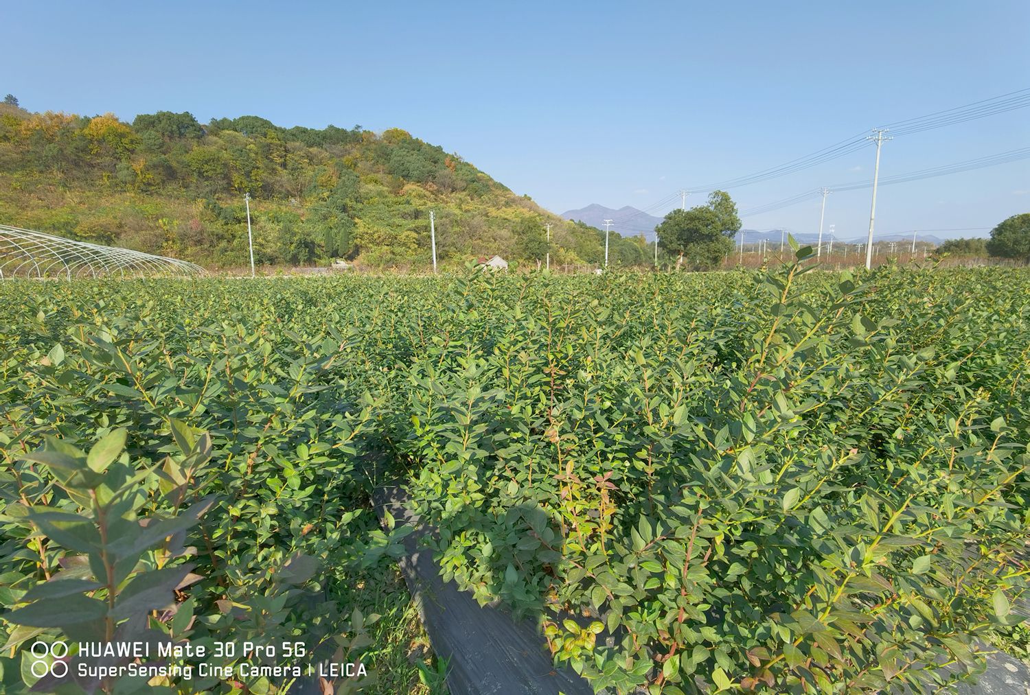 浙江蓝莓树3年苗 地栽奥尼尔绿宝石密斯梯薄雾明星珠宝蓝莓苗基地