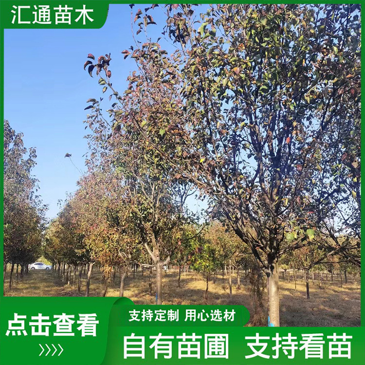彩叶豆梨树苗道路绿化防护树落叶乔木棠梨野梨树厂家现货供应