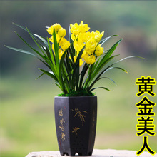 超香名贵兰花【金玉满堂】浓香大花朵盆栽室内花卉建兰绿植兰草