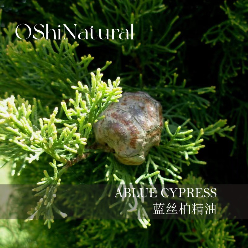 oshinatural 有机澳洲蓝丝柏精油 天然蒸馏单方精油 芳香原料批发