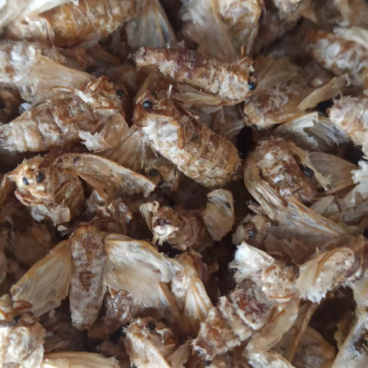 雄蚕蛾材正品东北 500g包邮未交配晚蚕蛾粉男人泡酒料包邮-阿里巴巴