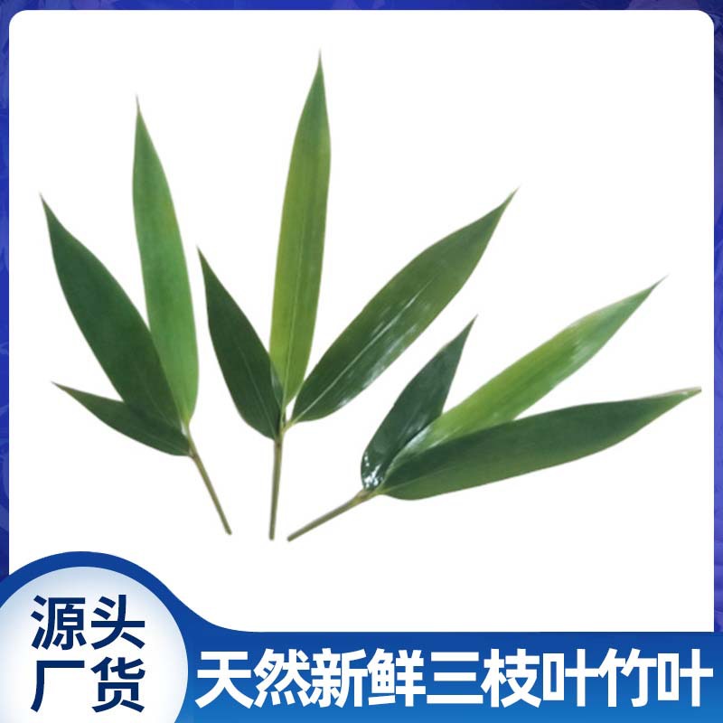 三枝叶 新鲜粽子叶 日式装饰商用烤肉寿司料理摆盘迷你小粽叶竹叶