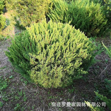 龙柏球批发园林工程绿化植物四季常青耐寒绿篱植物盆栽观赏松柏球