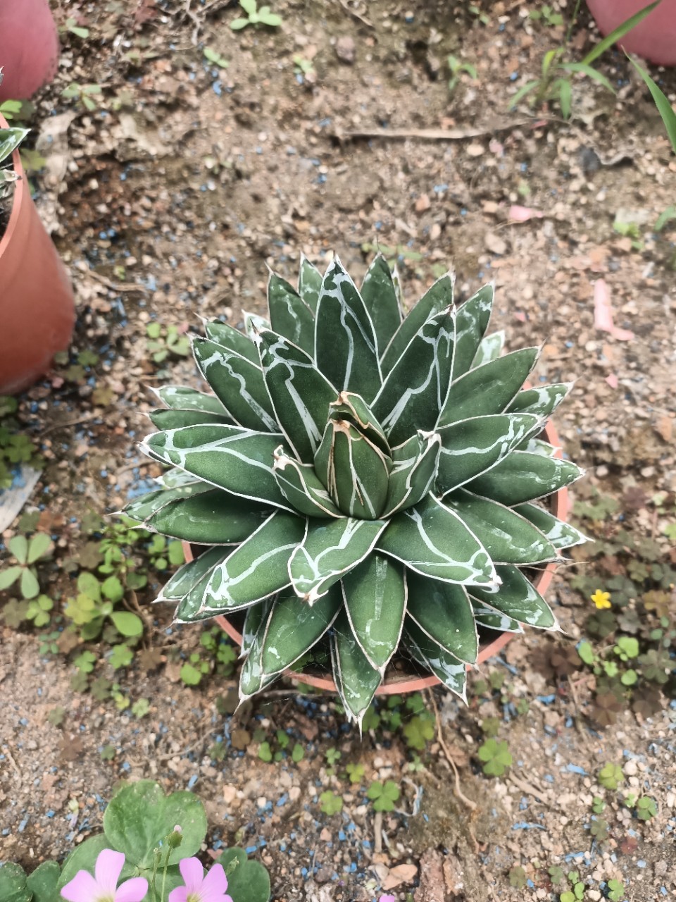沙生植物 景观绿化多肉植物盆栽漳州多肉植物批发 约8-10cm世之雪裸根