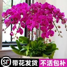 蝴蝶兰盆栽带花苞花剑兰花室内客厅花卉大花型植物春节好养活大盆