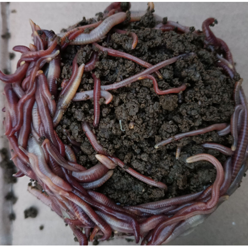 蚯蚓鲜活钓鱼活饵批发盒装鲜活红蚯蚓加量装大平2号蚯蚓活物鱼饵