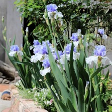 德国蓝色鸢尾花丛生盆栽花镜地栽花卉庭院花园多年生植物开花造景