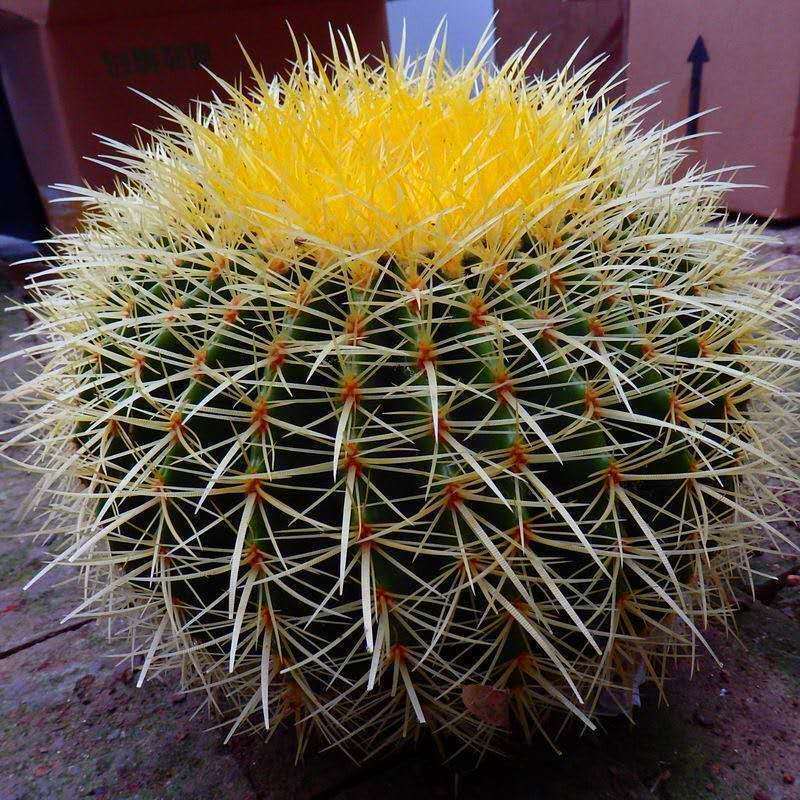 多肉仙人球 超大金虎仙人球美虎办公室防辐射盆栽 精品多肉防辐射