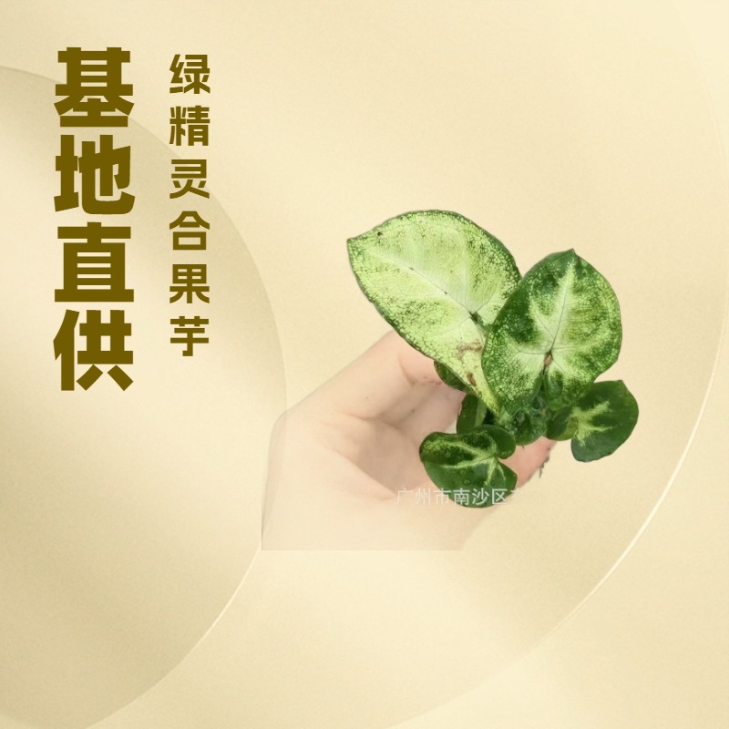 办公居家桌面绿植绿精灵白蝴蝶合果芋微景观盆栽水培绿化四季常绿
