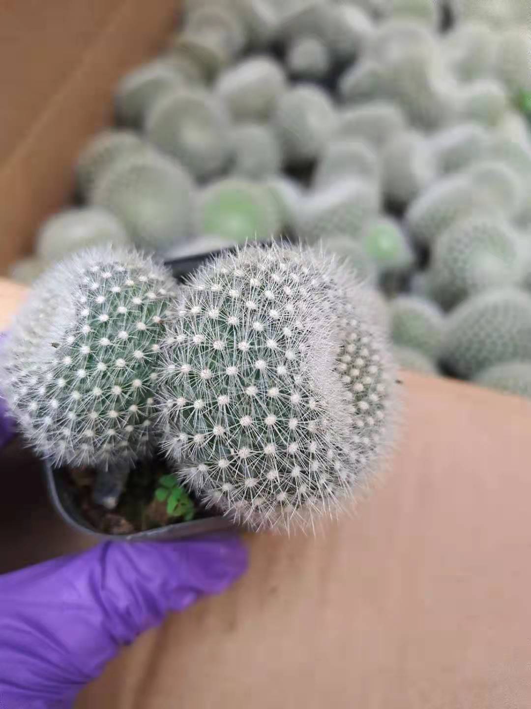 实生双头白雪光仙人球软毛仙人掌桌面植物