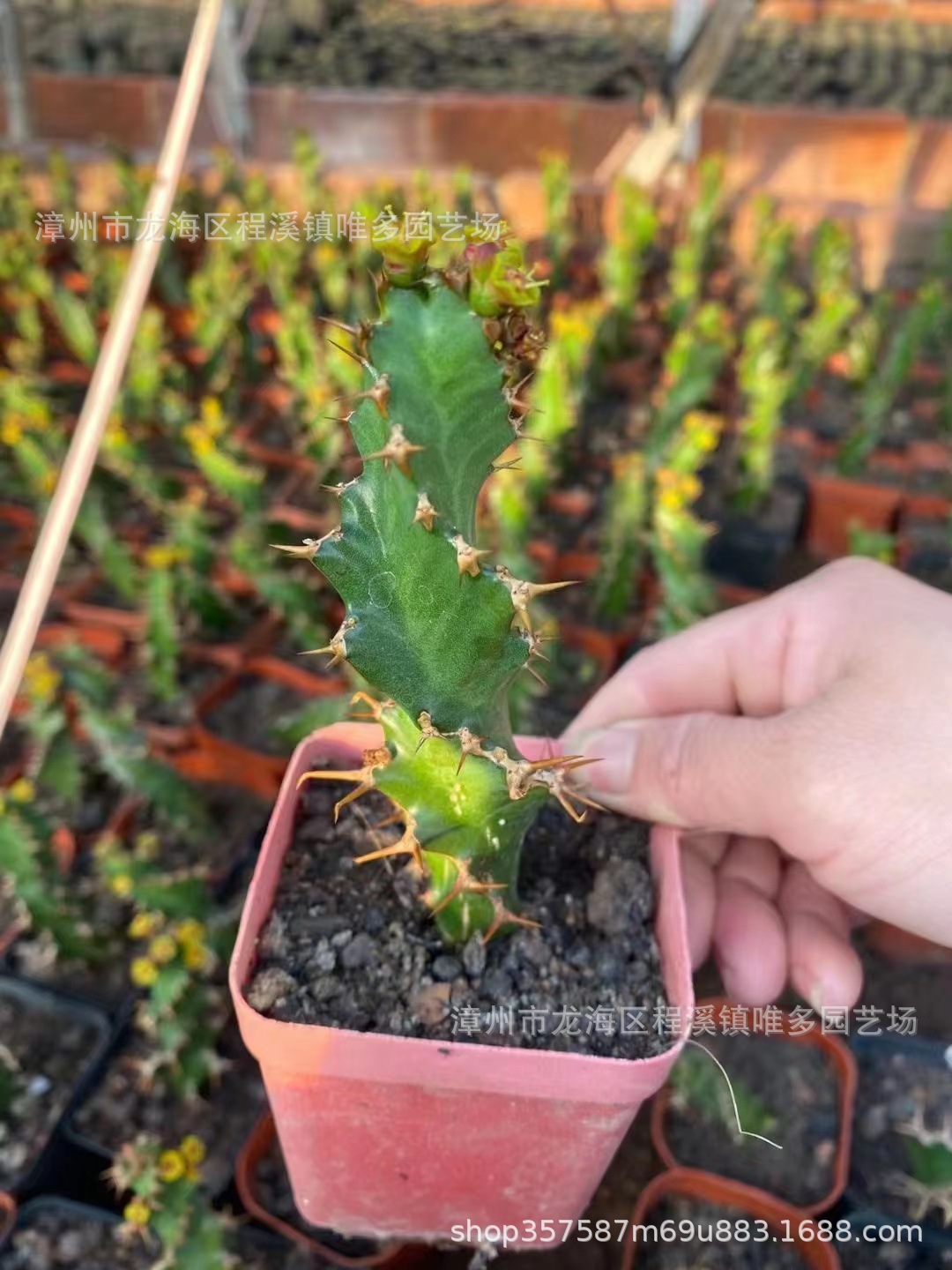 旋转麒麟 螺旋仙人柱 仙人球 仙人掌绿植盆栽 多肉 沙生植物 批发