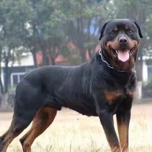 纯种德系罗威纳犬幼犬活体大型警犬家庭护卫犬大头罗威纳犬德牧犬