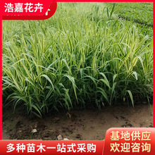 花叶芦竹水生花卉植物 庭院池塘观赏水景园水生植物 芦苇花叶芦竹