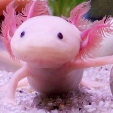 【包活】六角恐龙鱼蝾螈活物冷水淡水鱼好养耐活金鱼锦鲤观赏鱼