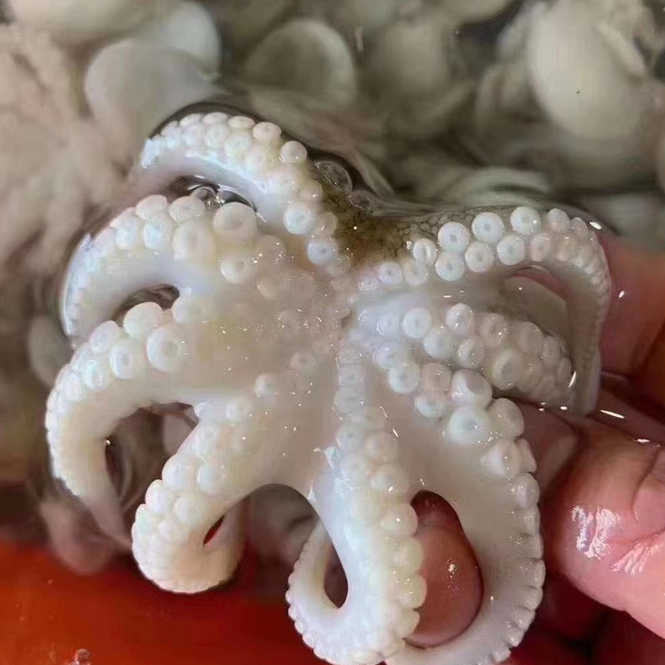 新鲜章鱼八爪鱼