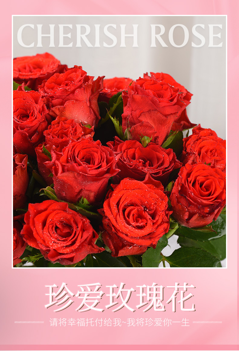 珍爱玫瑰花花束鲜切花 云南鲜花批发 室内办公室装饰水养插花批发