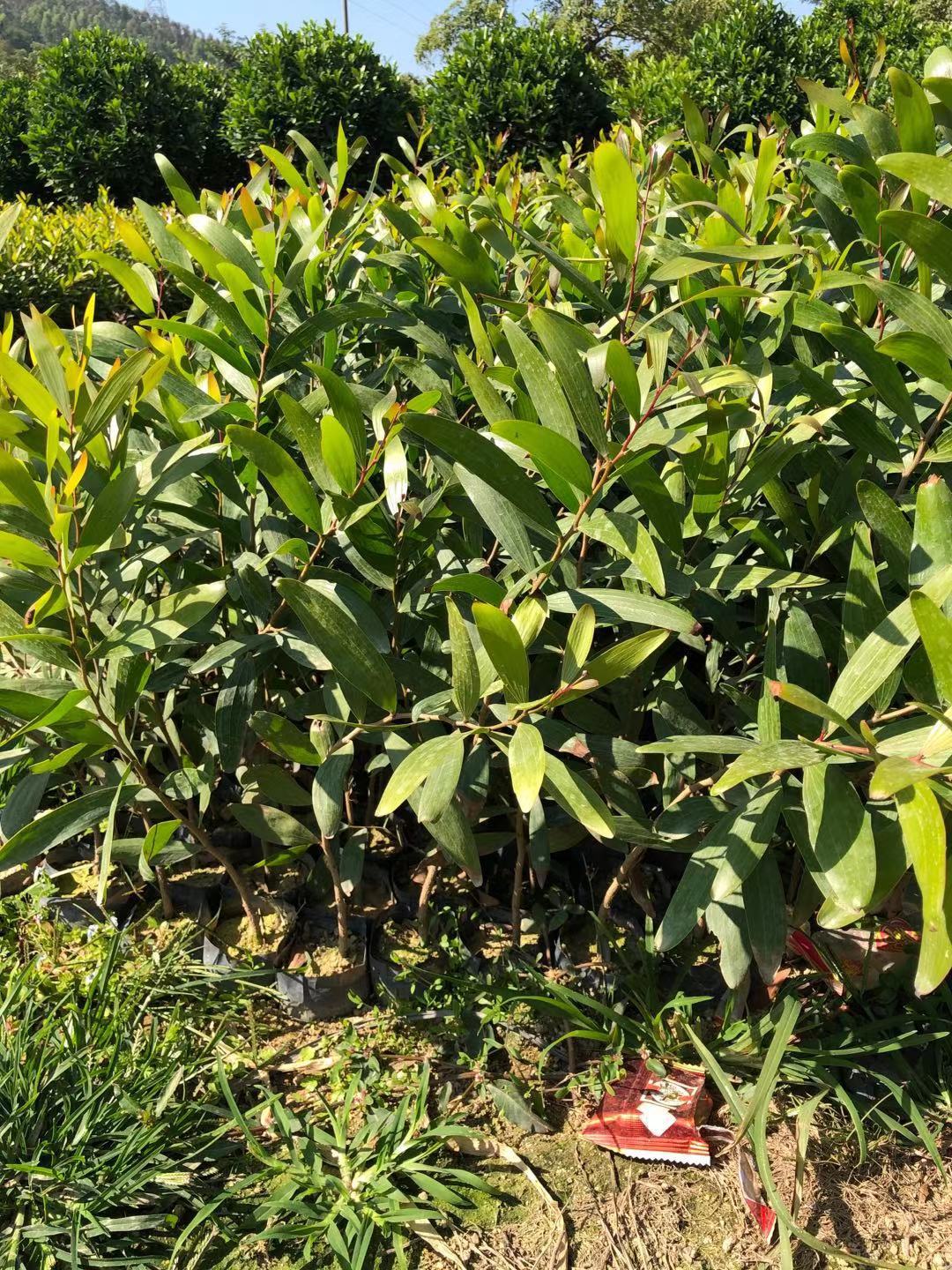 供应地被广东细叶相思 工程苗 广东造林绿化树种供应矿山复绿