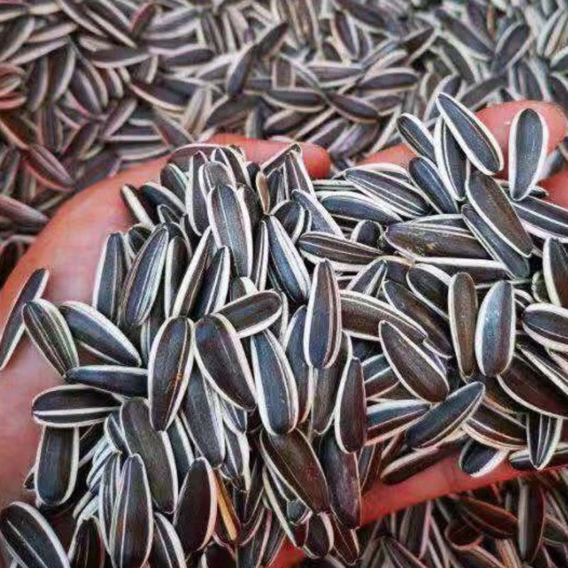 内蒙生瓜子葵花籽新货新鲜原味葵瓜子批发特大香瓜子大粒炒货零食