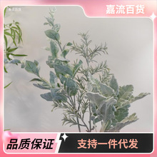 植绒银叶菊 罗勒叶 灰绿色植毛叶材 插花装饰花