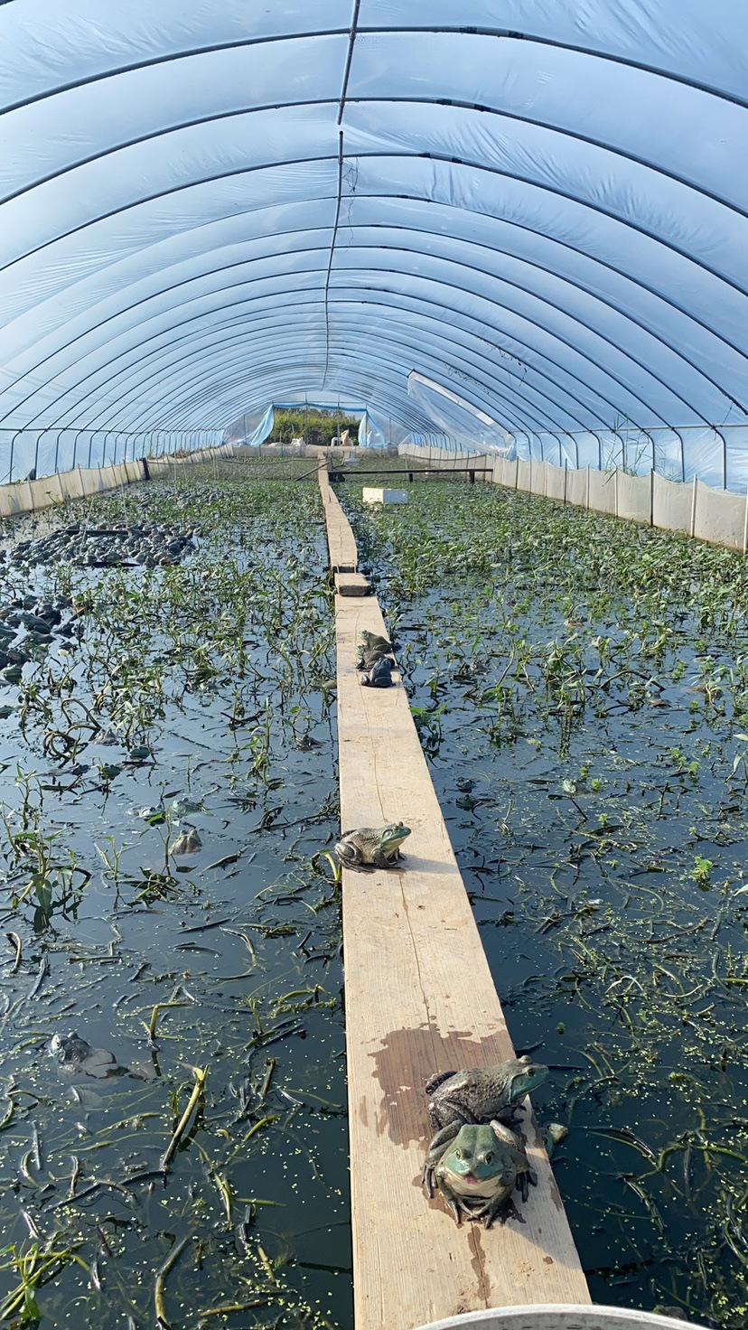 蝌蚪苗小蝌蚪观赏宠物水族饲料活物实验牛蛙青蛙活苗养殖大量