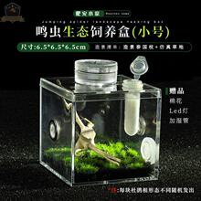 新款高透鸣虫生态盒蝈蝈盒油葫芦蛐蛐扎嘴跳蛛竹蛉螳螂昆虫盒