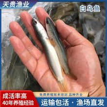 多鳞白甲鱼苗台湾白甲鱼苦花鱼苗冷水溪流鱼白甲鱼