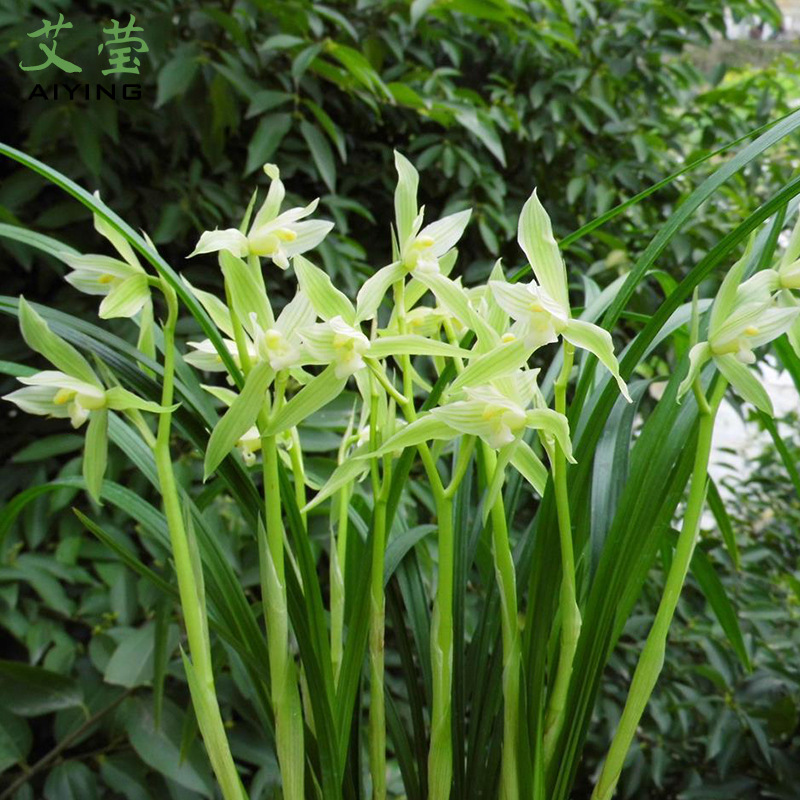 艾莹兰花新品素心兰 春剑隆昌素 现带浓香花苞出售花卉苗绿植盆栽
