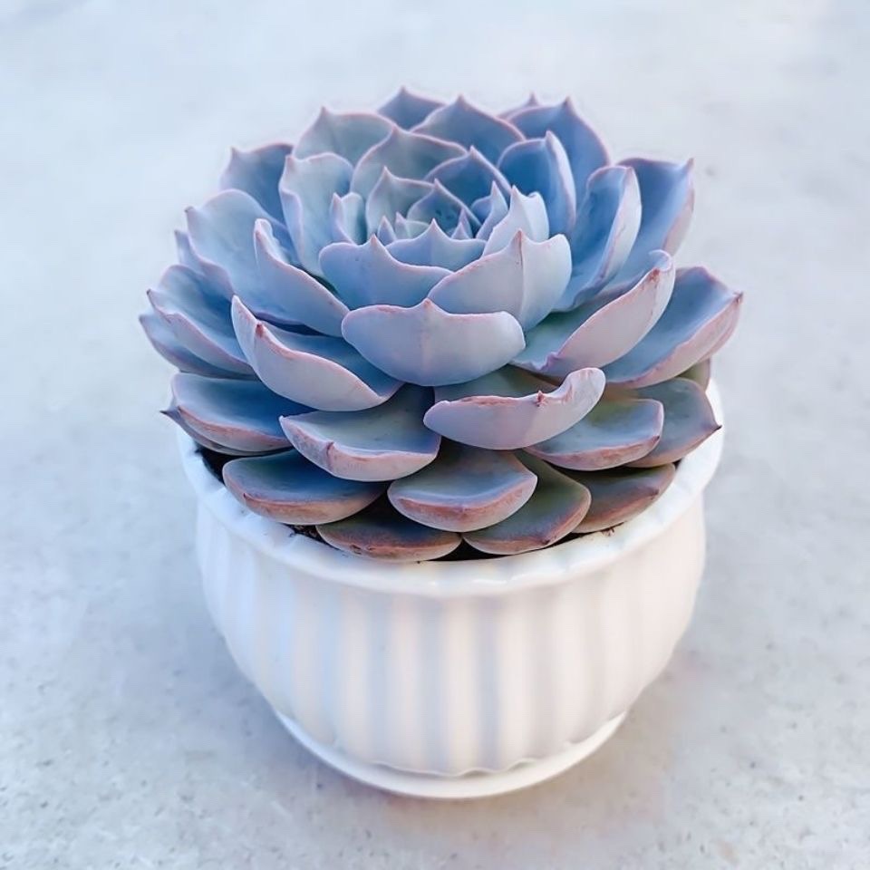 蓝石莲多肉植物花卉盆栽室内绿植好养阳台客厅新手四季易活防辐射