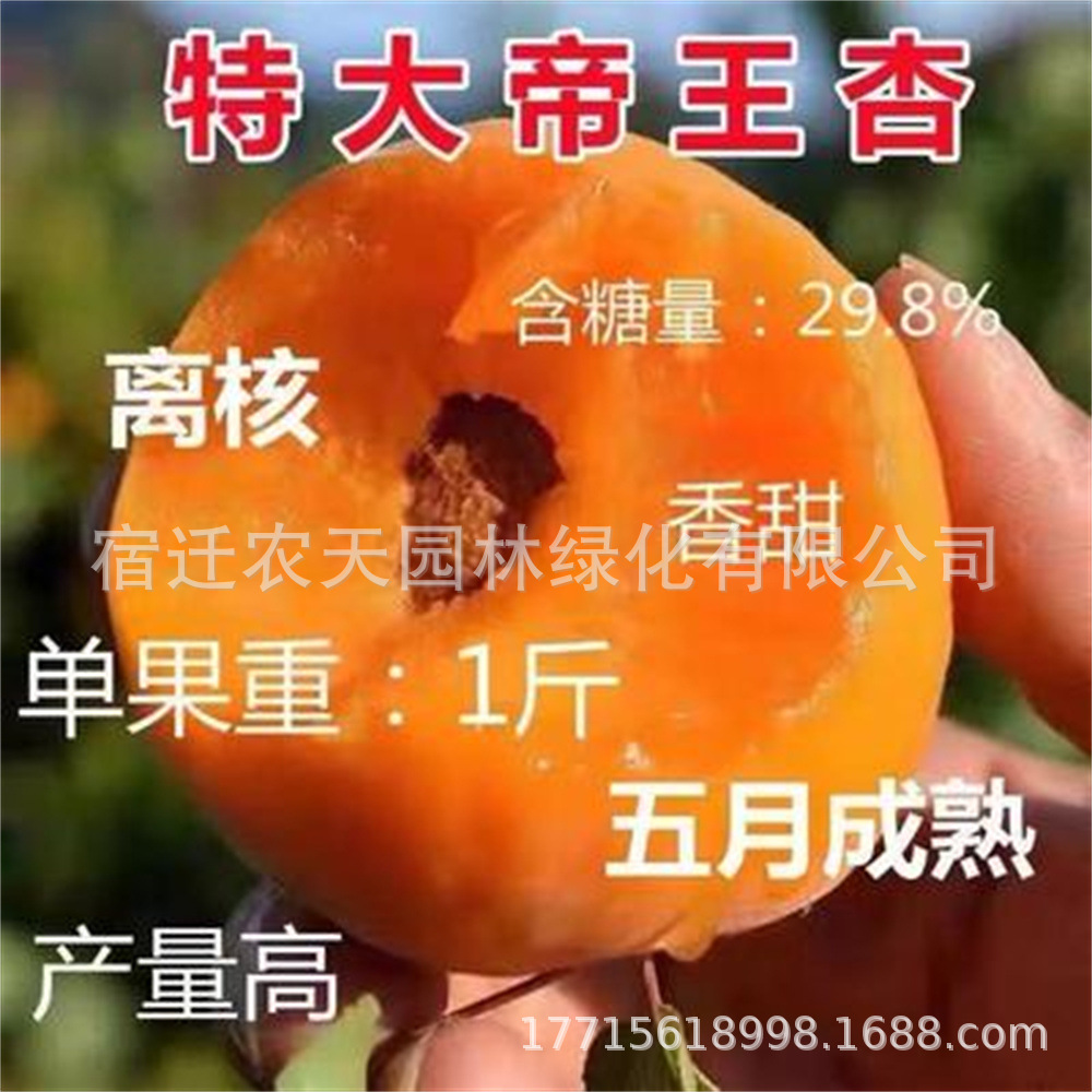 一件代发杏树苗特大早熟帝王甜杏子苗南方北方种植盆栽地栽果树苗