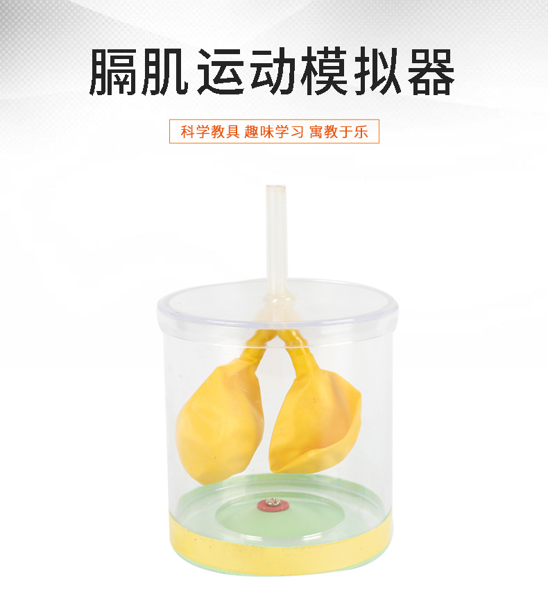 膈肌运动模拟器人体肺呼吸运动模型实验器初中生物教学仪器