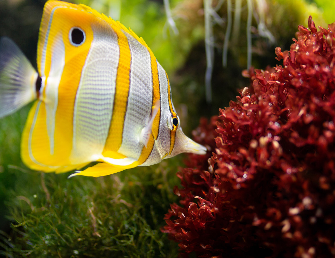 一分钱养号壁纸1分钱深海鱼手机电脑图片0.01元自动发货秒评素材