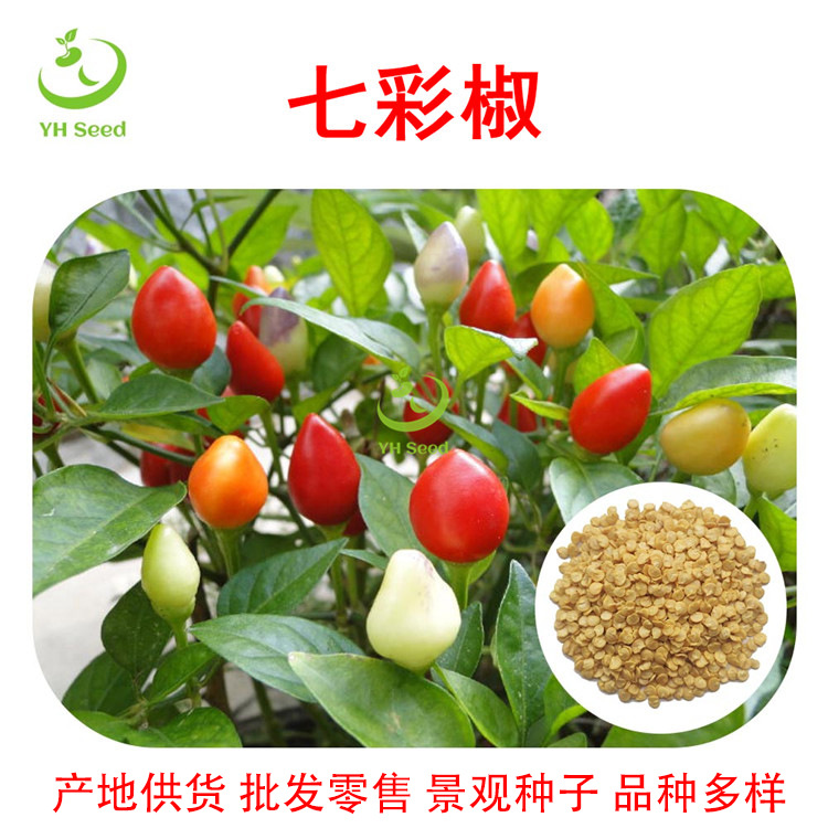 产地供货批发零售一年生七彩椒可食用家庭园艺辣椒种子盆栽阳台