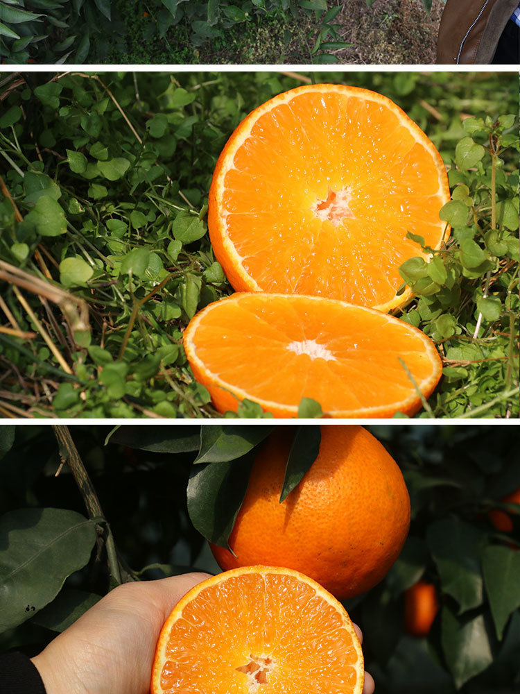 四川眉山爱媛38号果冻橙应季现摘水果红美人柑橘橙子新鲜橘子水果