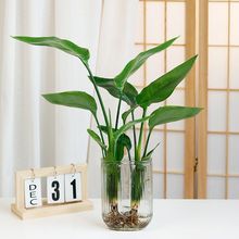 天堂鸟植物插花盆栽水养水培绿植室内玻璃简约客厅花瓶装饰摆件