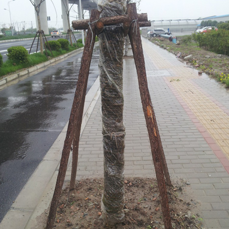 浙江树木撑树杆 1.5-4米 厂家批发 支持混批