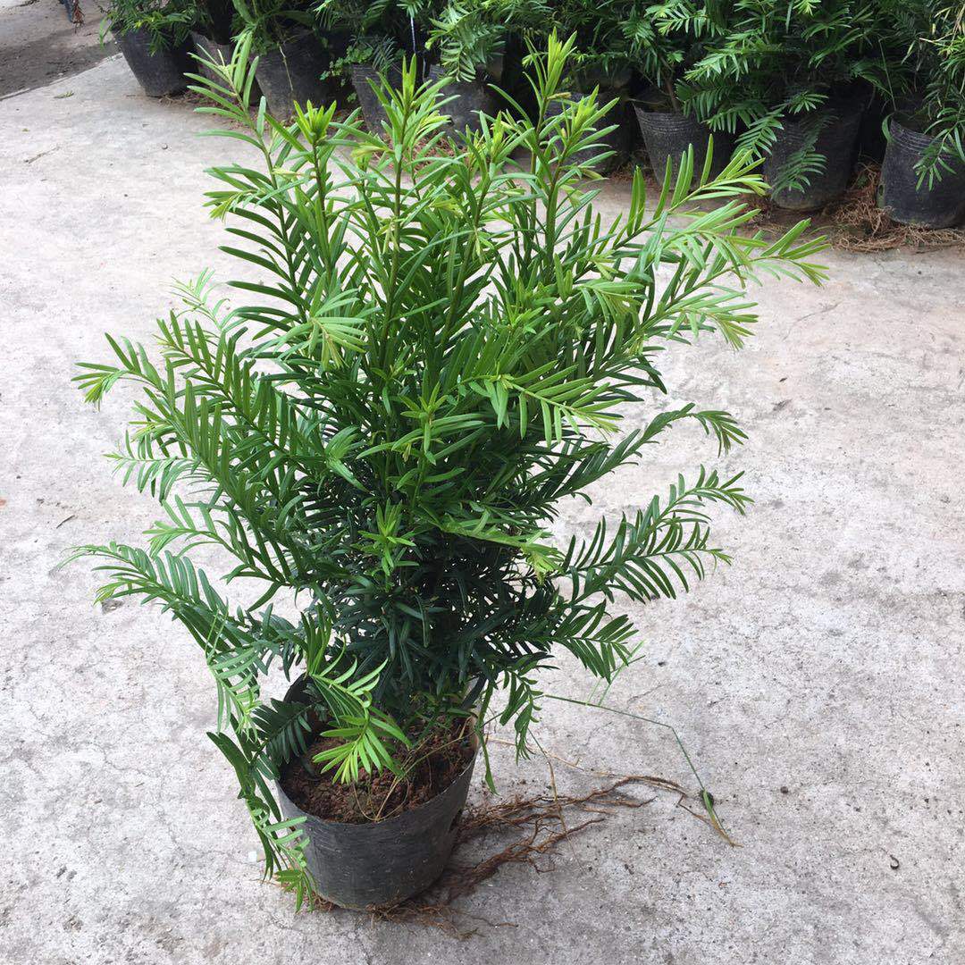 红豆杉 黑袋红豆杉树苗 曼地亚红豆杉苗 净化空气 红豆杉盆景植物