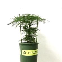 架花的支撑杆花爬藤架文竹花架绿萝固定蟹爪莲欧月植物攀爬架