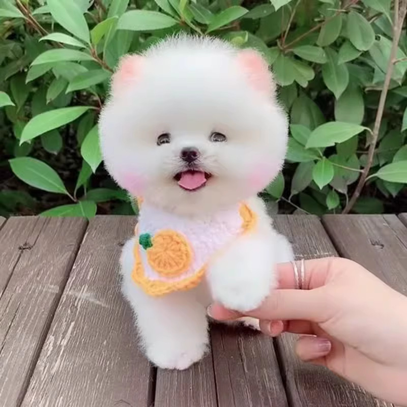 纯种博美幼犬茶杯犬长不大俊介小型活体博美家养宠物狗狗幼崽活物