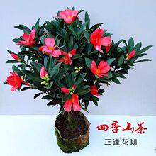 四季杜鹃山茶花盆栽树苗耐寒阳台庭院开花花卉室内外绿植易活好养