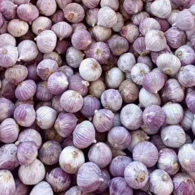 独头蒜紫皮农家蒜头蒜头新鲜干大蒜礼盒装厂家批发包邮一件代发