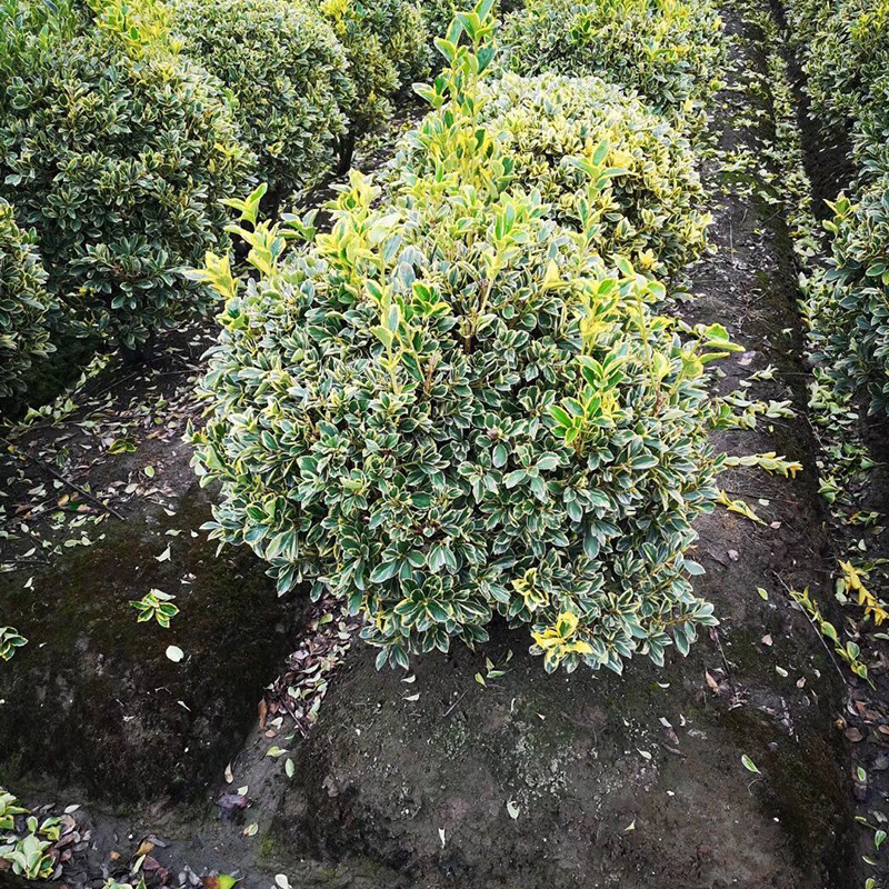 批发基地批发精品金边黄杨球金边大叶黄杨冬青卫矛球公分-米-阿里巴巴