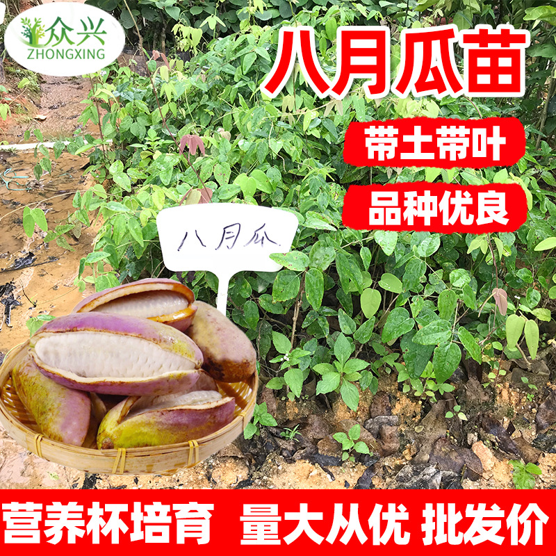 八月瓜炸苗树苗九月黄树苗炸瓜盆栽地栽牛卵坨八月瓜果苗带土带叶